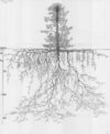 Root System Drawings